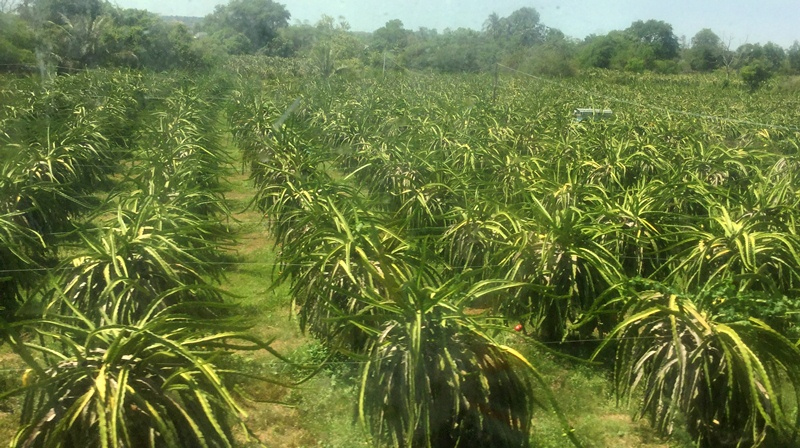 Nông nghiệp ứng dụng công nghệ cao, đòn bẩy chuyển đổi cơ cấu kinh tế

