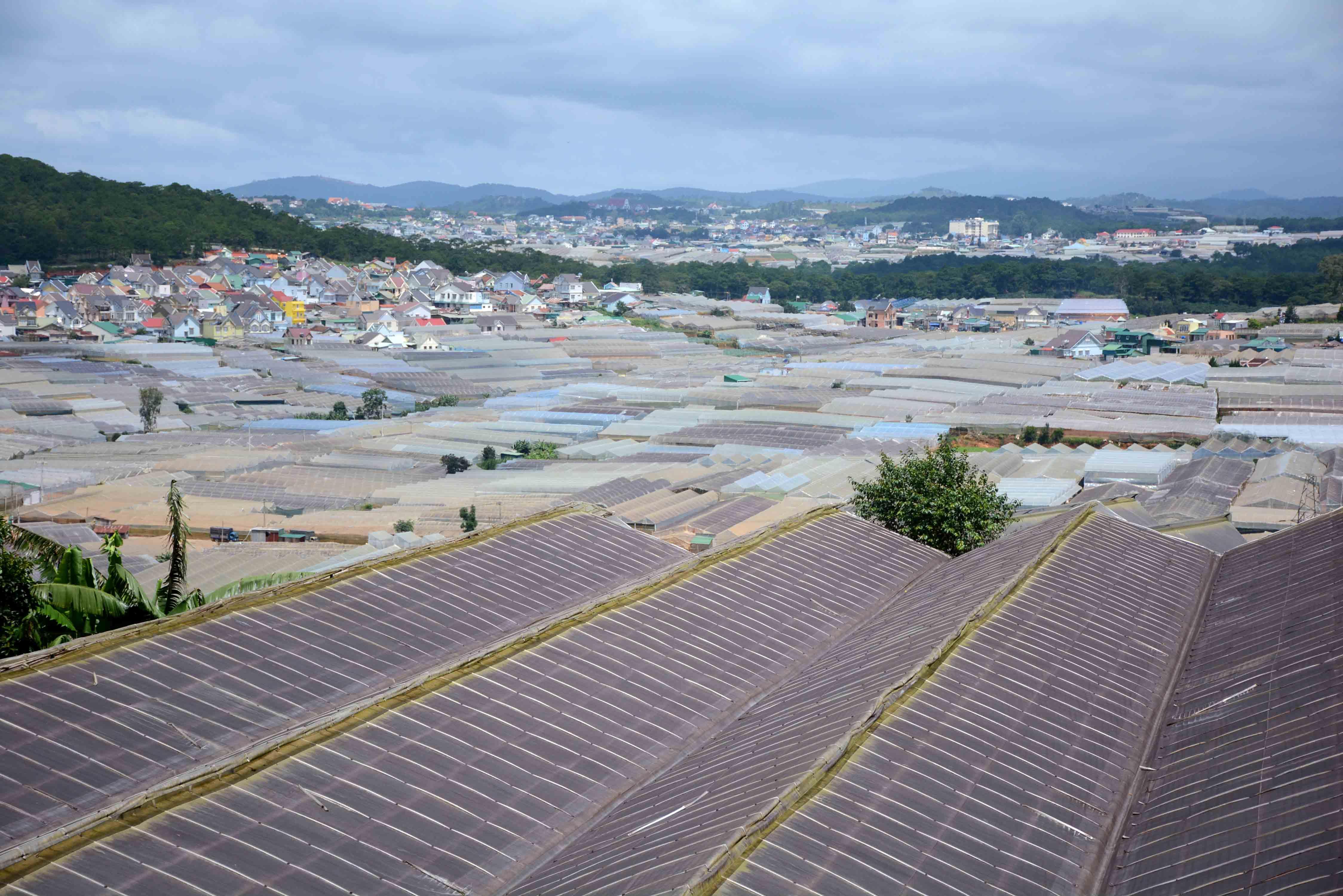 Khắc phục tác động tiêu cực của nhà kính tại Đà Lạt

