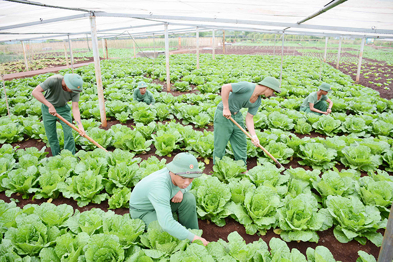 Hiệu quả từ mô hình sản xuất tập trung ở Quân đoàn 3 

