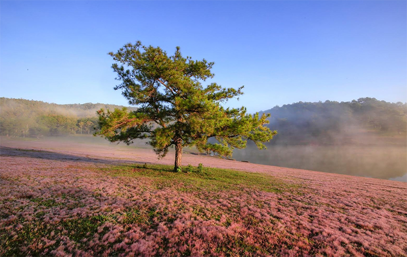 Mùa hội cỏ hồng trên cao nguyên Langbiang