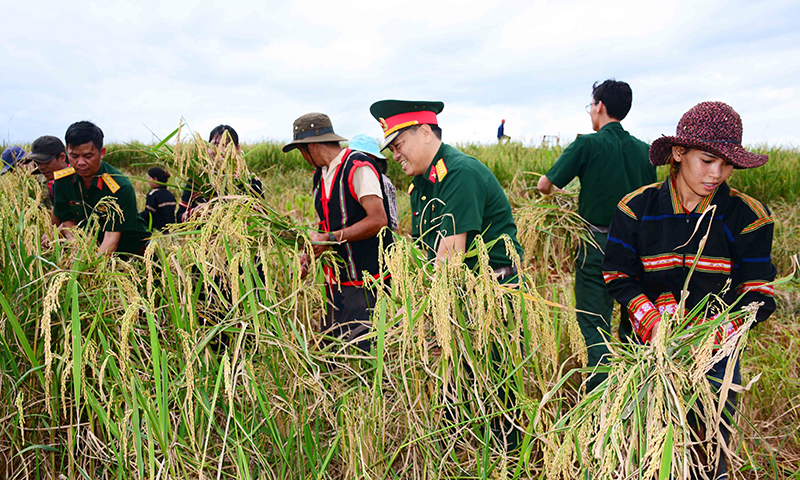 Công ty 75 giúp bà con dân tộc thiểu số thu hoạch lúa xen canh