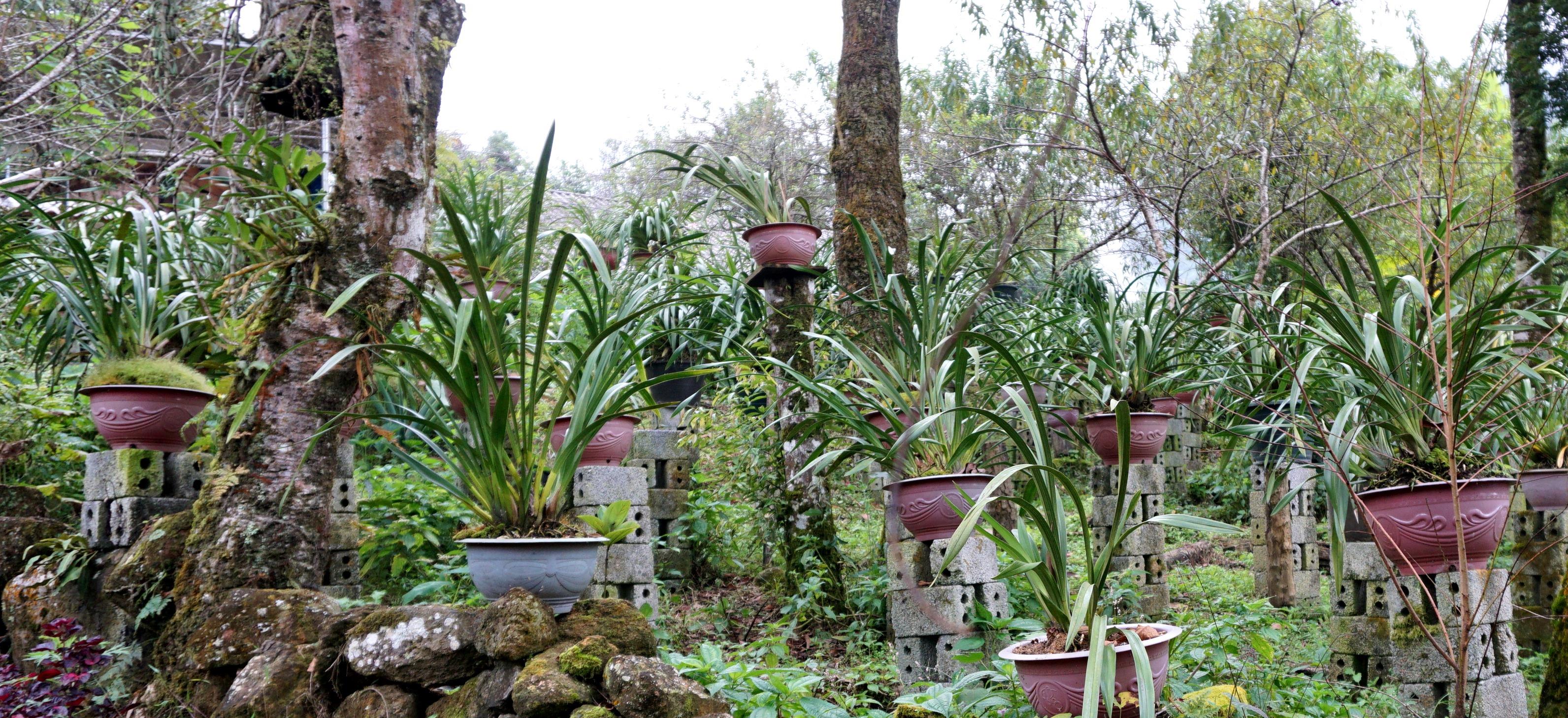 Bản địa lan ở Sin Suối Hồ 