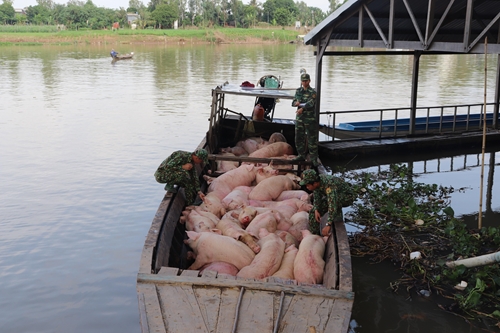 Ngăn chặn tình trạng nhập lậu lợn thịt trên địa bàn tỉnh An Giang