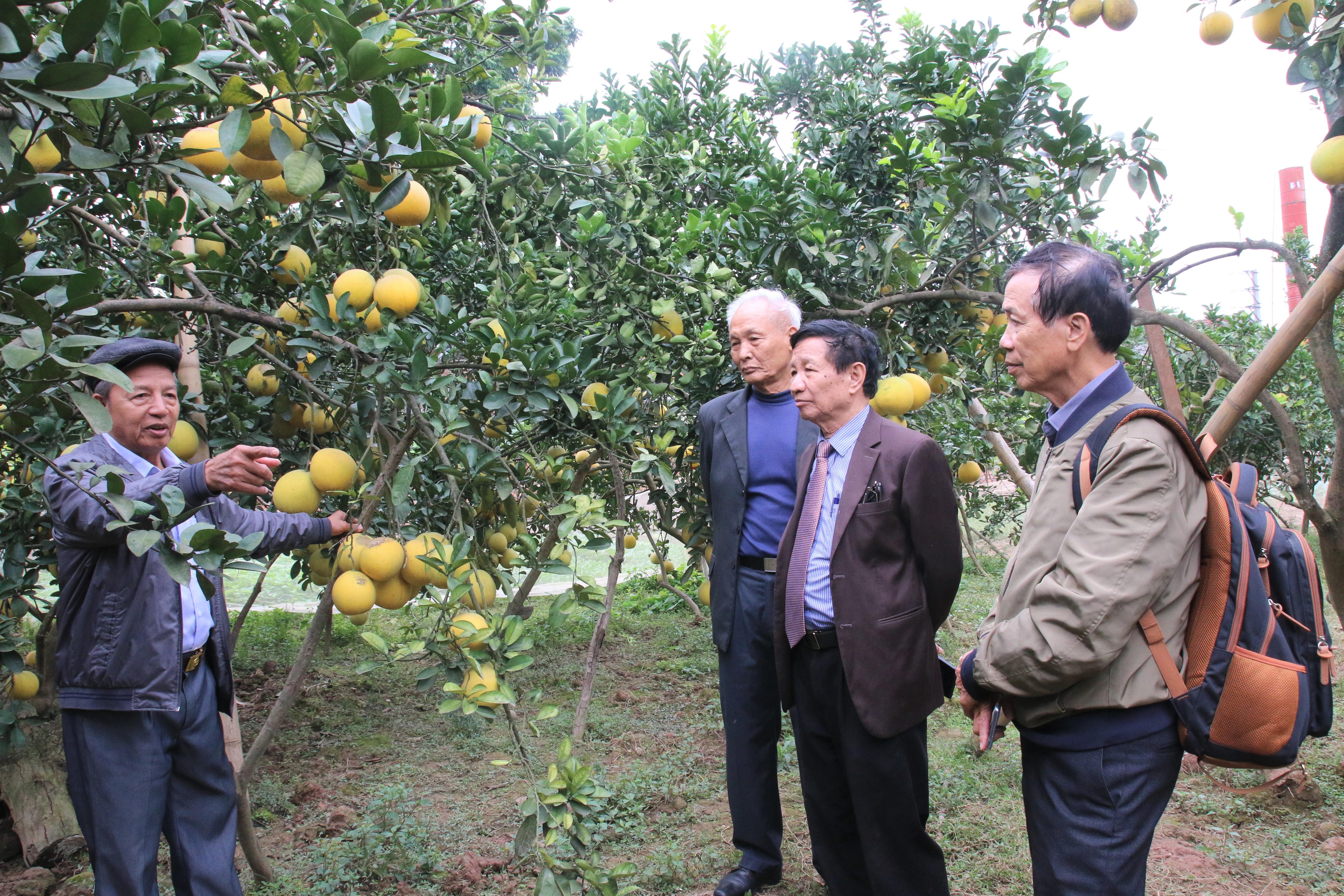 Nhân rộng mô hình gia đình cựu TNXP làm kinh tế giỏi 