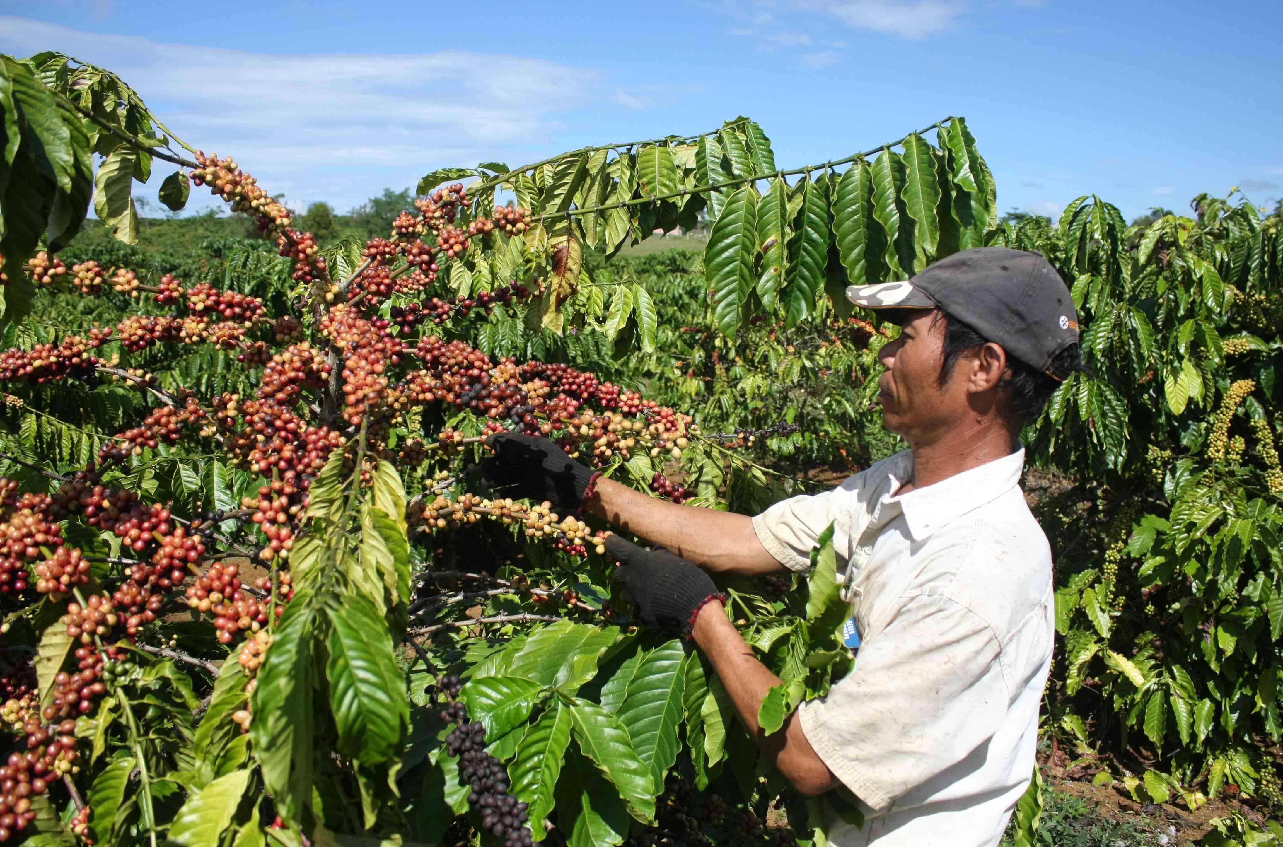 Gỡ khó cho tái canh cà phê Tây Nguyên