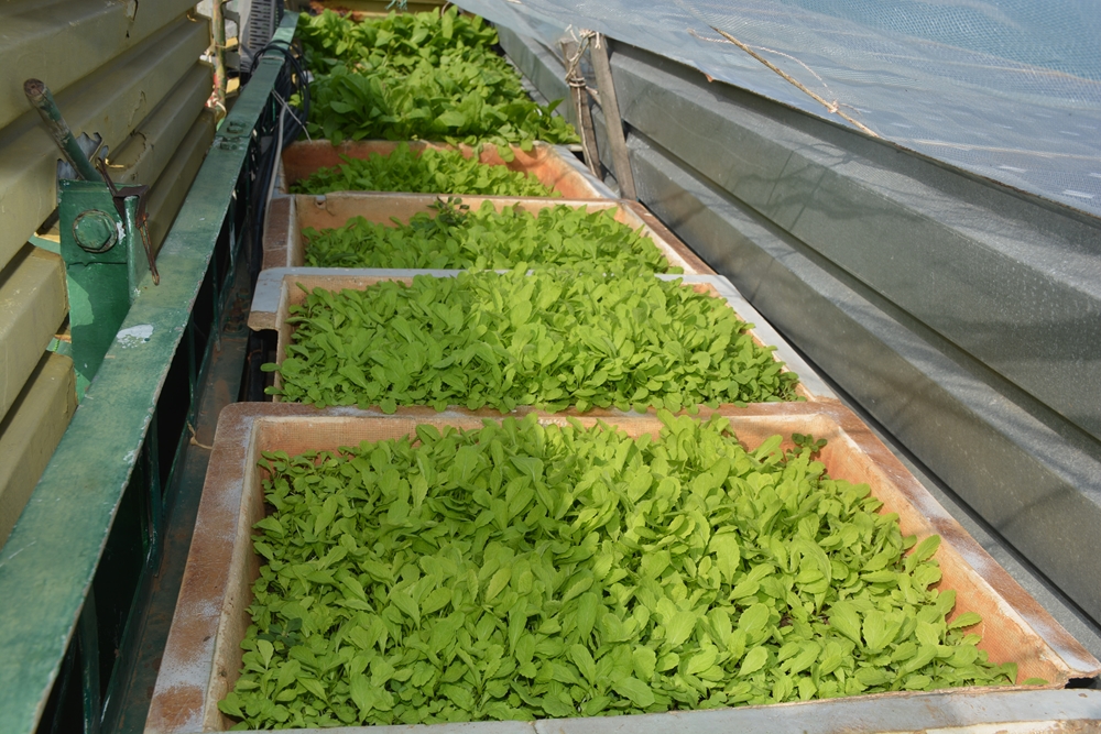 … và vẫn trồng thêm đủ loại rau xanh để vừa bảo đảm cảnh quan, vừa cải thiện bữa ăn.