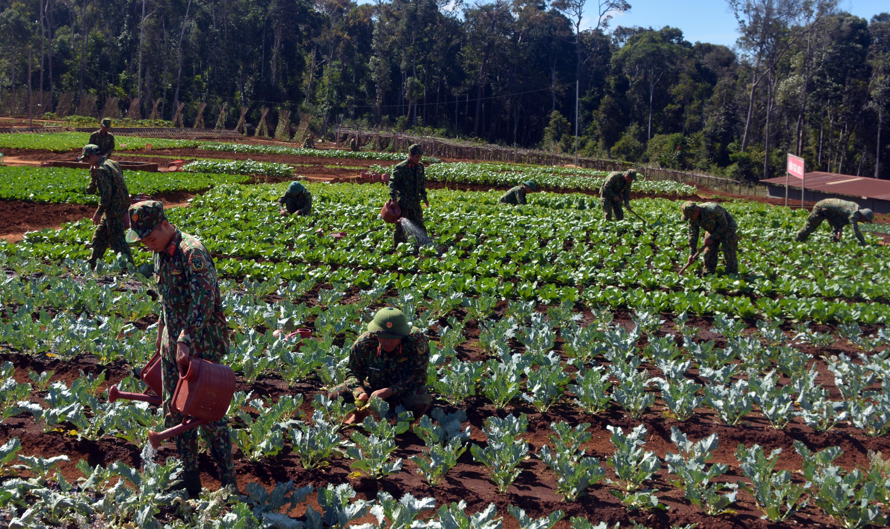 Chủ động nguồn thực phẩm từ tăng gia sản xuất

