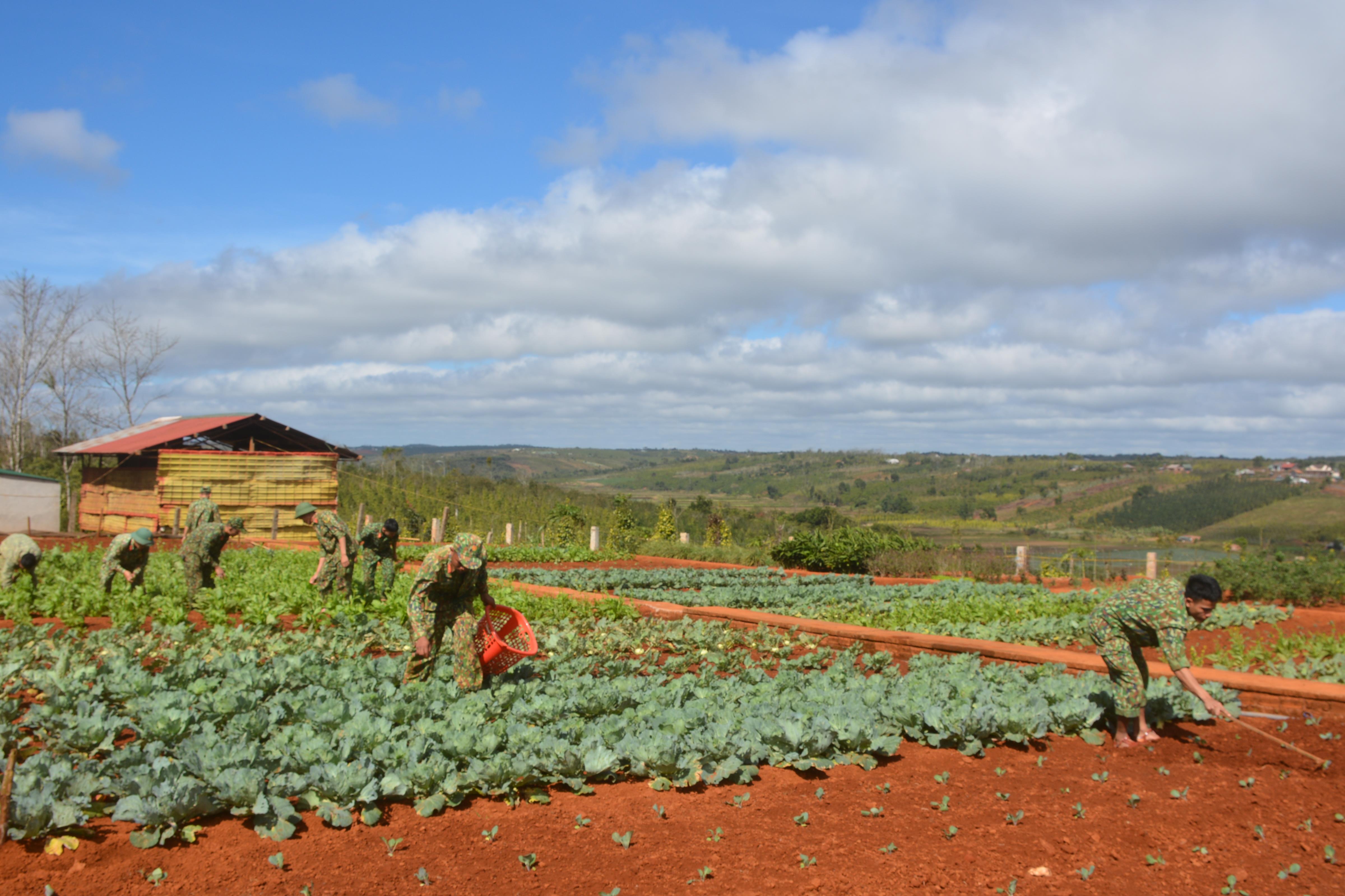 Rau xanh trên vùng biên Đắc Song

