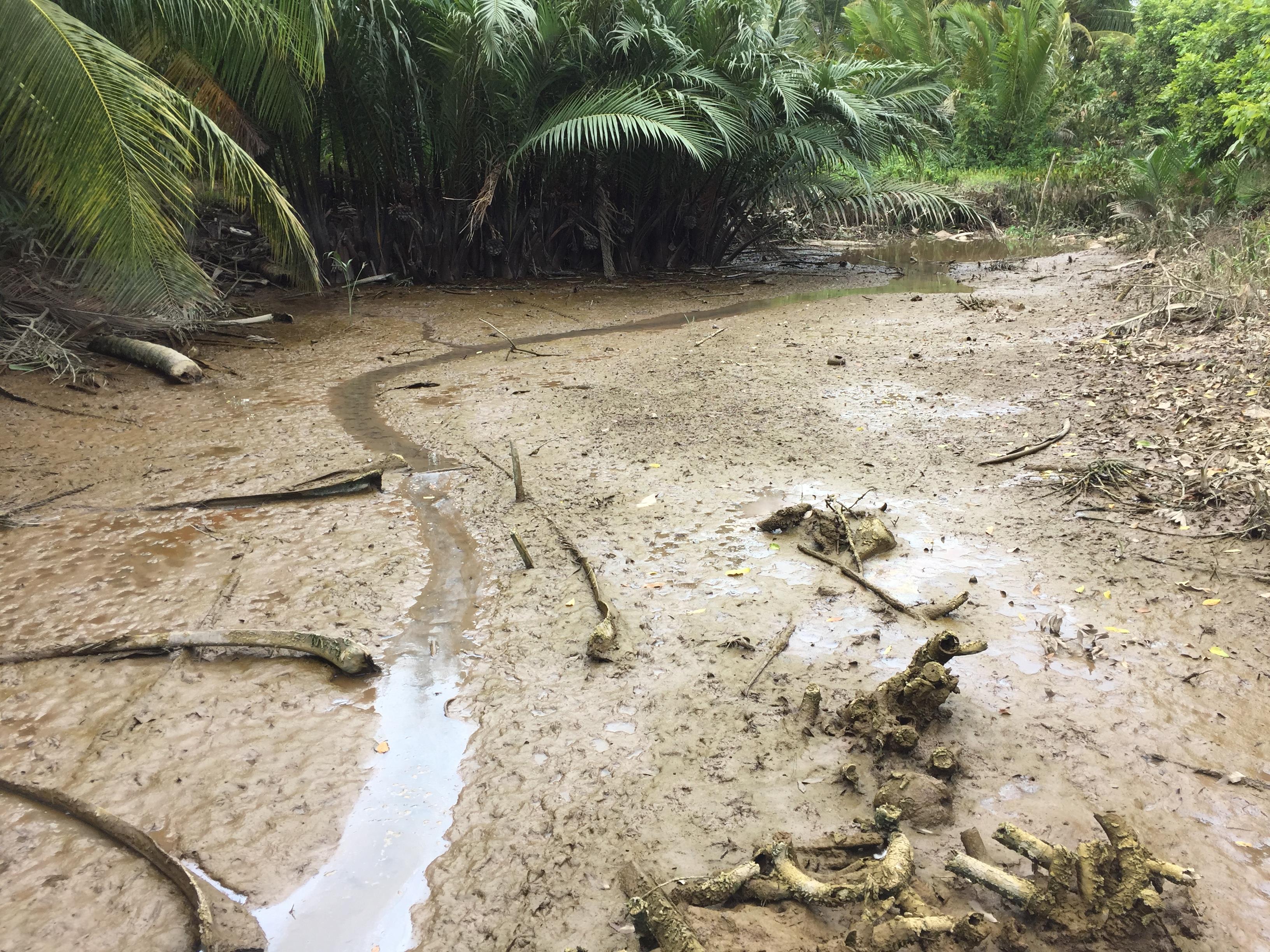 Ứng phó hay thích nghi để tồn tại?