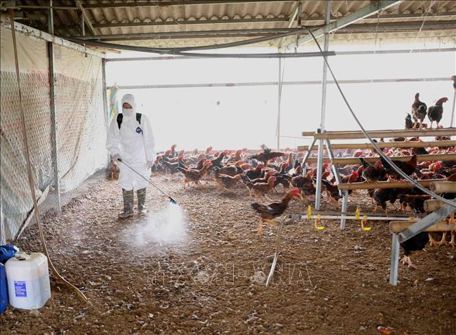 Tăng cường tuyên truyền phòng, chống dịch cúm A (H5N1)