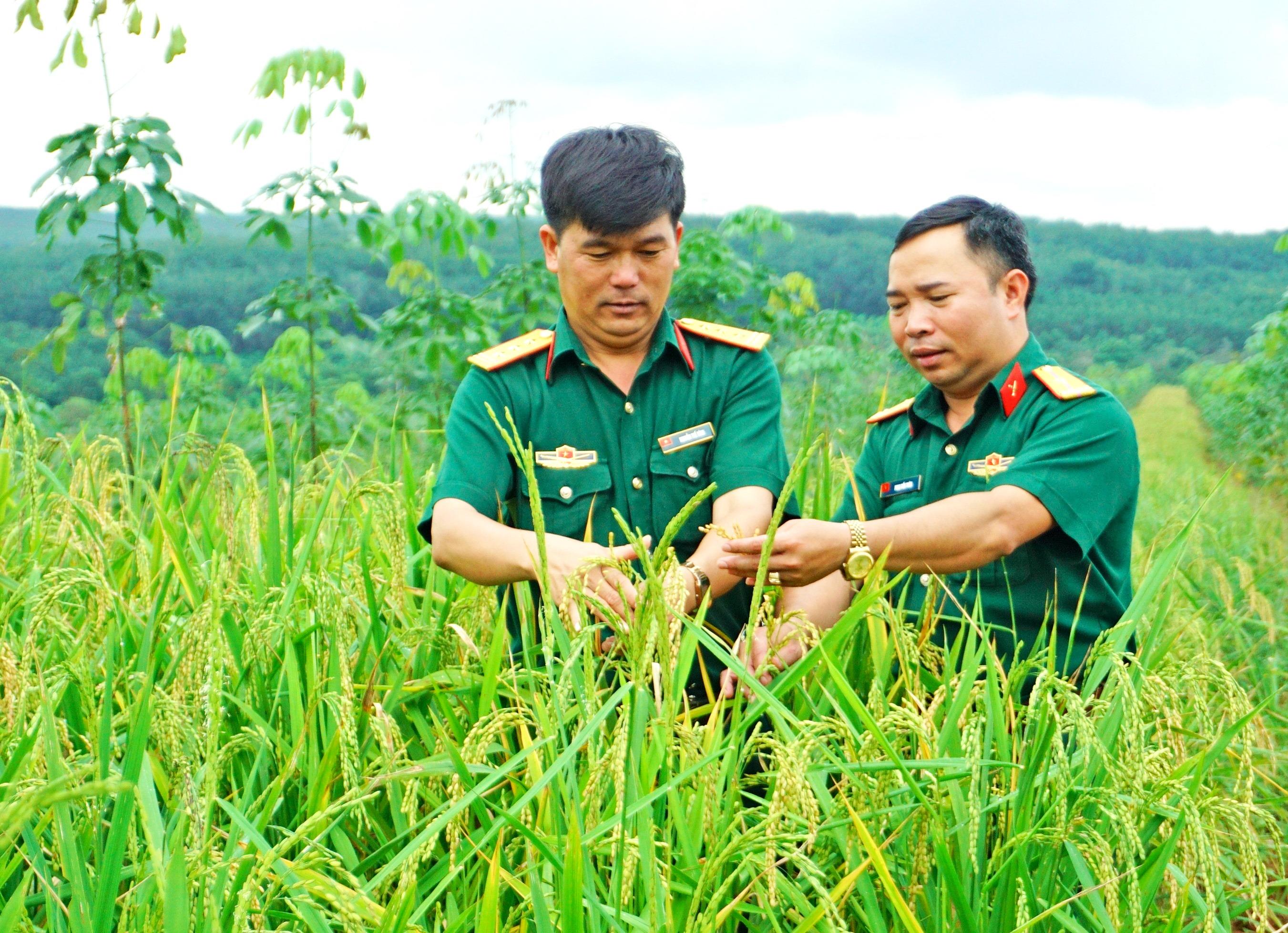 Niềm vui từ lúa nước, lúa xen canh