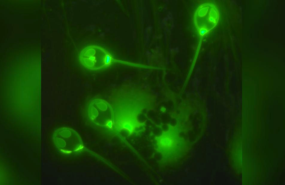 Phát hiện sinh vật đầu tiên không hít thở trên Trái Đất

