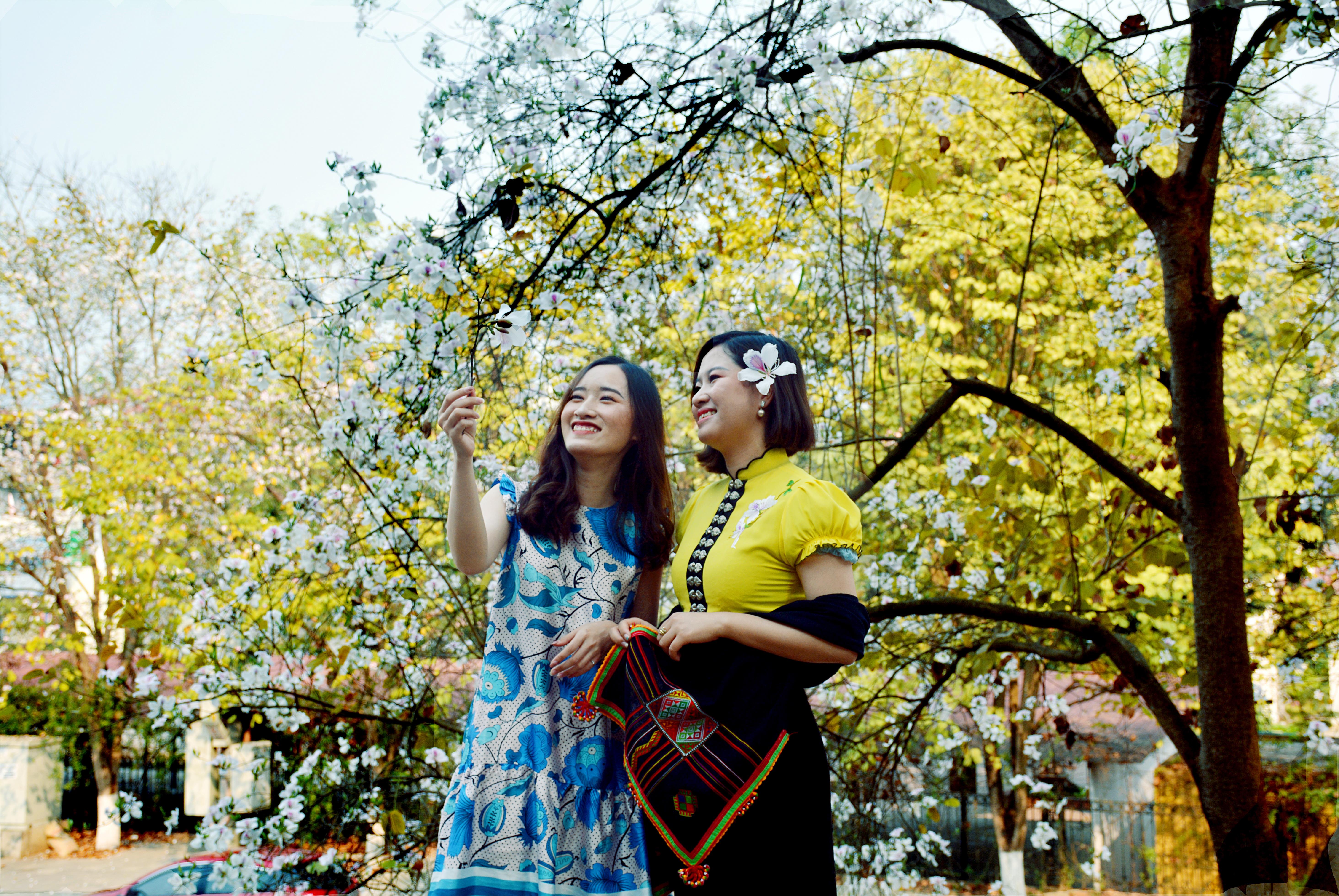 Điện Biên rực rỡ mùa hoa ban