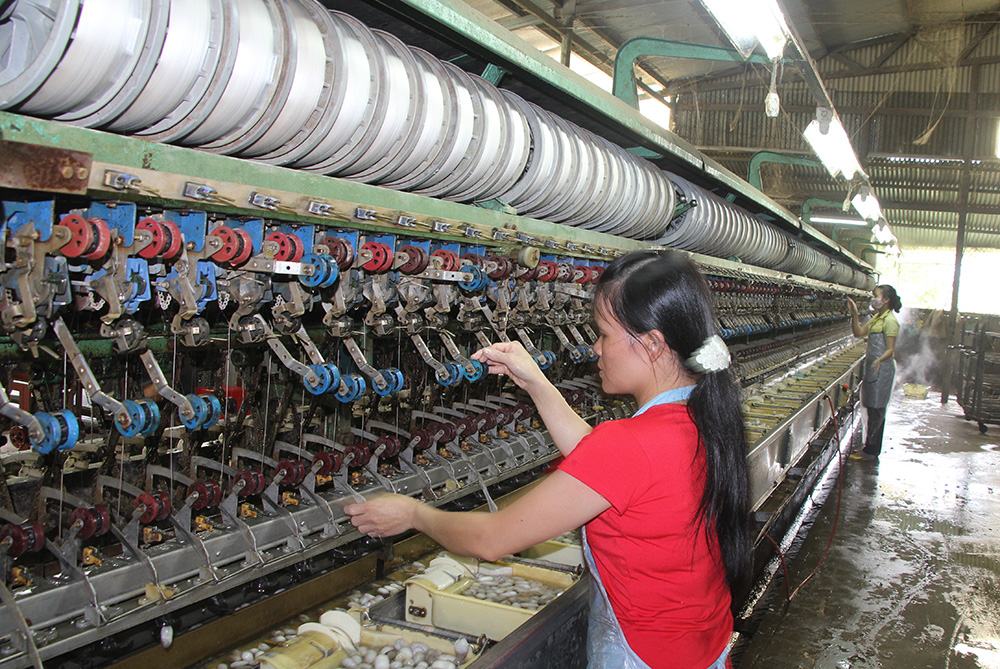 Ngành nuôi tằm Việt Nam bị yếu thế do lệ thuộc nguồn giống từ nước ngoài