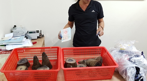 Hải quan Tân Sơn Nhất bắt giữ 6,2kg nghi sừng tê giác