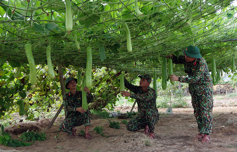 Rau vẫn xanh trên nền cát nóng


