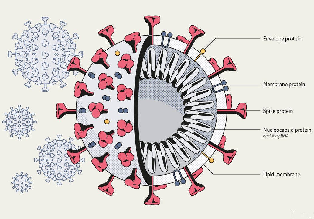 Virus corona không phải do con người tạo ra

