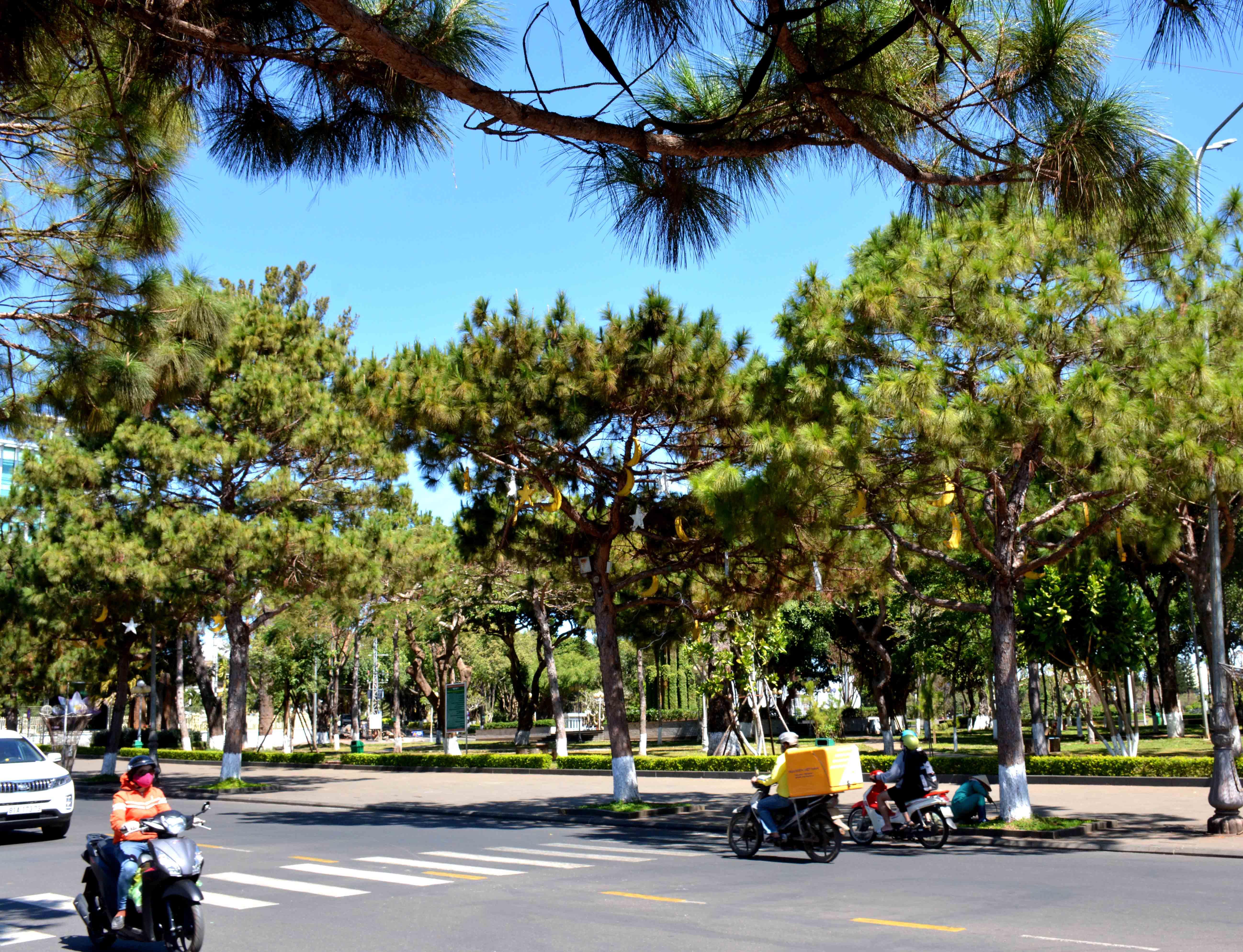 Dáng thông phố núi