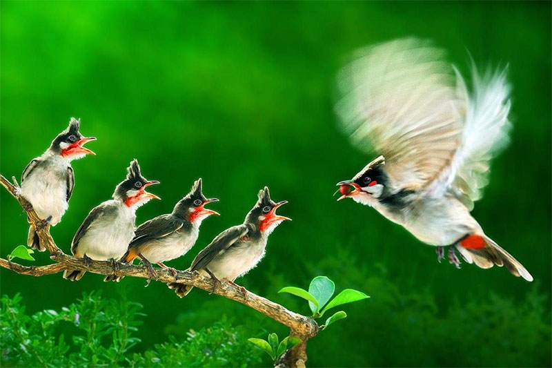 Việt Nam giành hai giải vàng cuộc thi ảnh quốc tế

