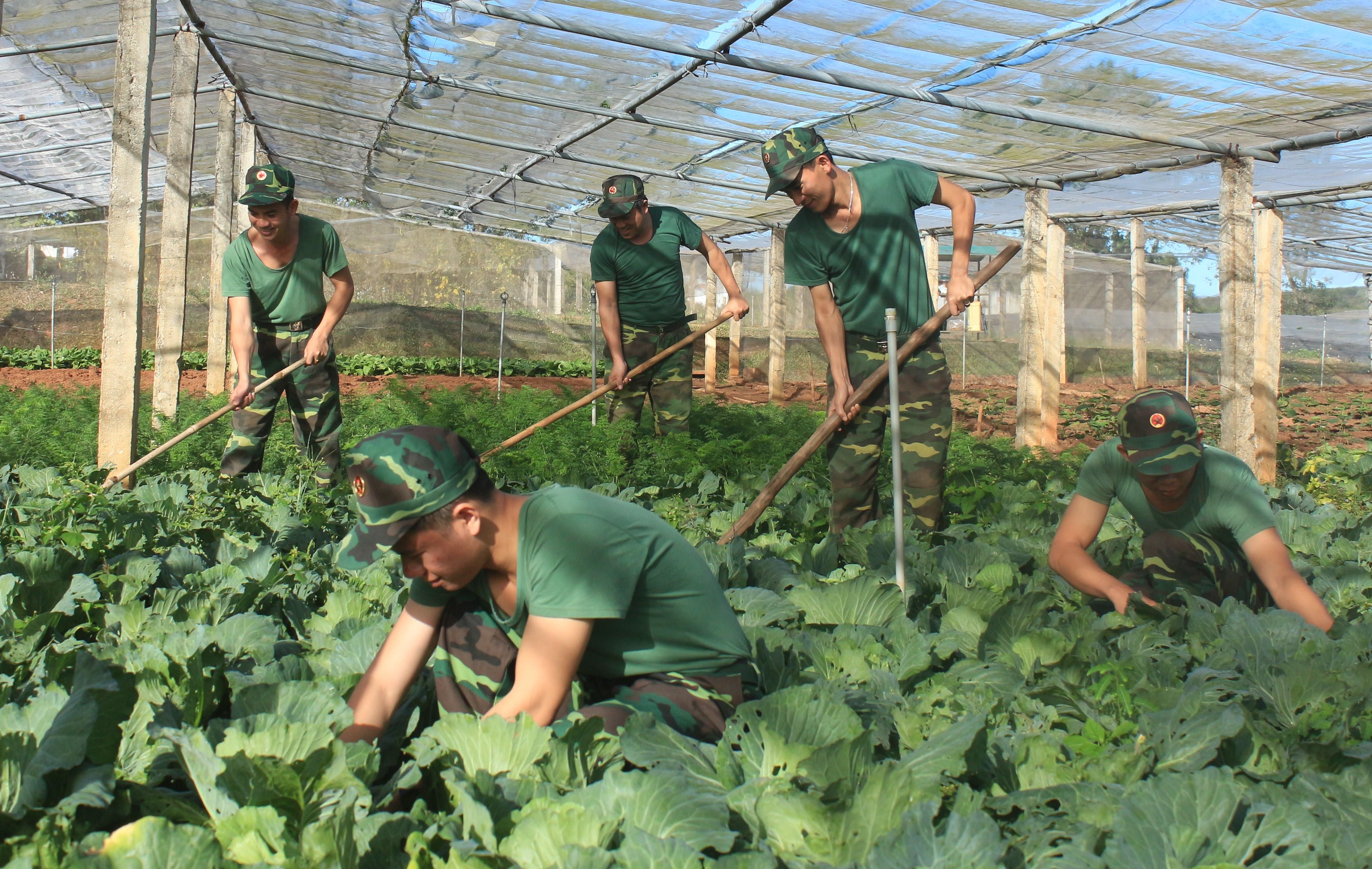 Dù nhiều sâu vẫn có vườn rau xanh, sạch 

