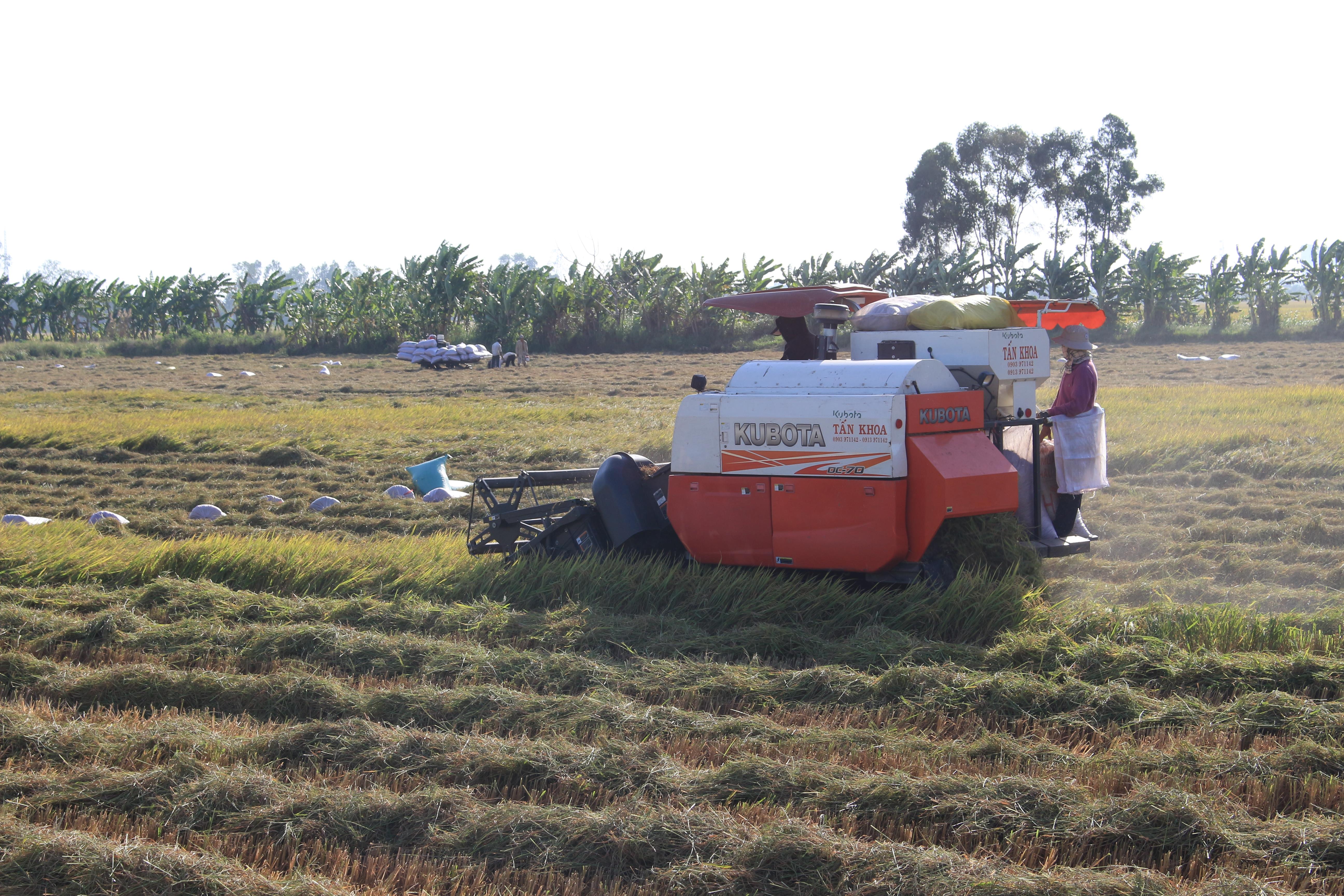 Lúa đông xuân trúng mùa, được giá