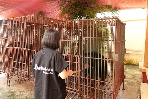 Tổ chức Động vật châu Á cứu hộ 3 cá thể gấu ngựa tại Nam Định

