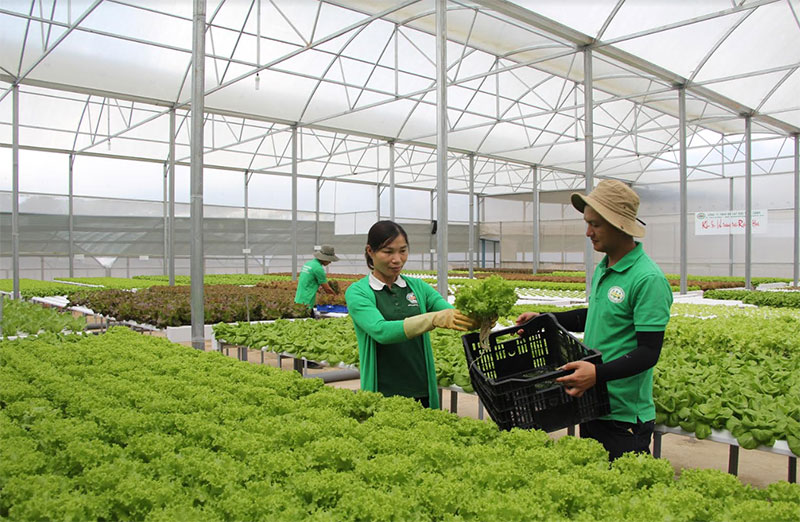 Bài 5: Để Tây Nguyên phát triển xứng tầm (tiếp theo và hết)