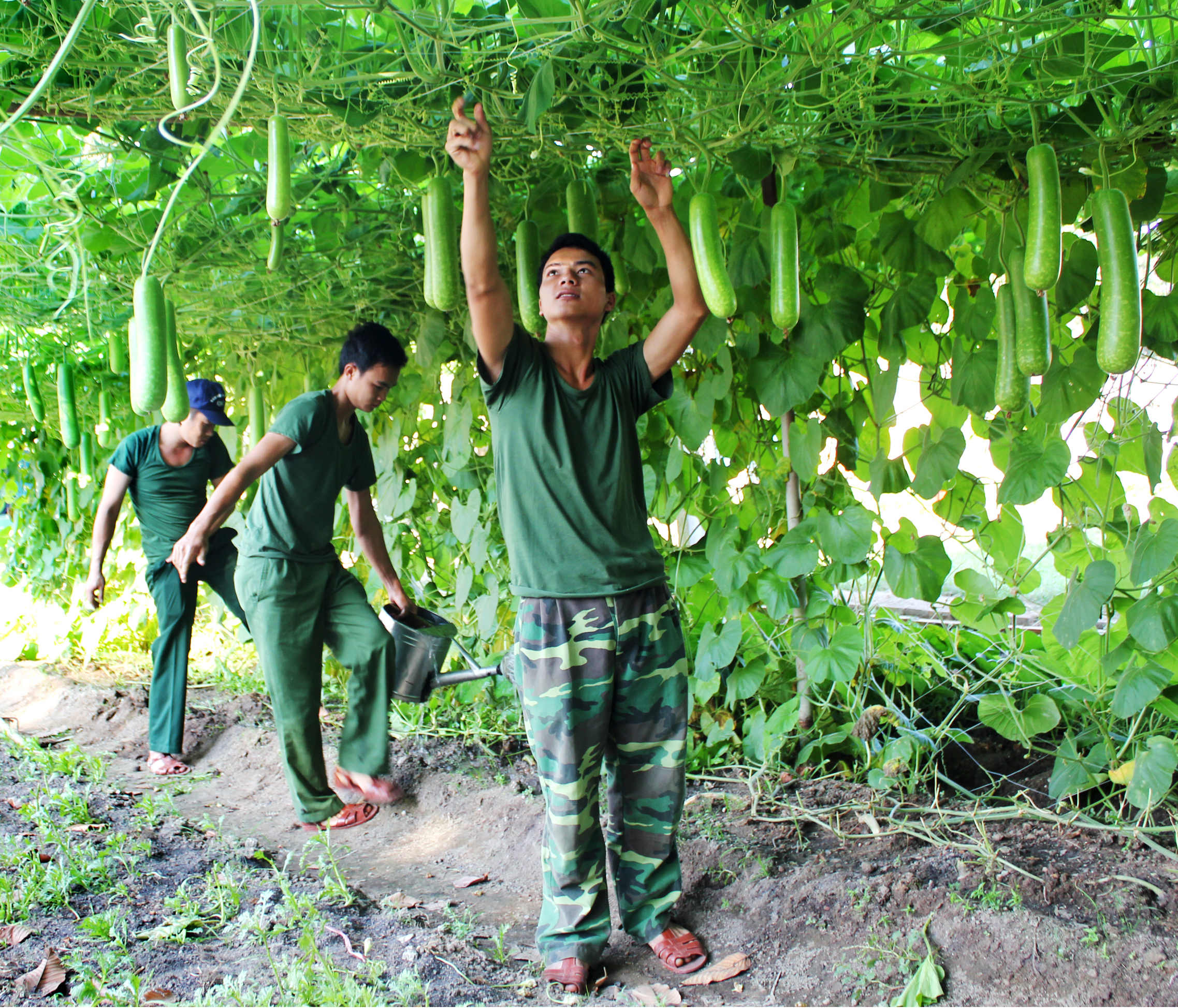 Đất cằn sỏi đá hóa… rau xanh

