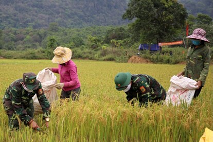 Vừa bám chốt phòng dịch, vừa giúp dân gặt lúa