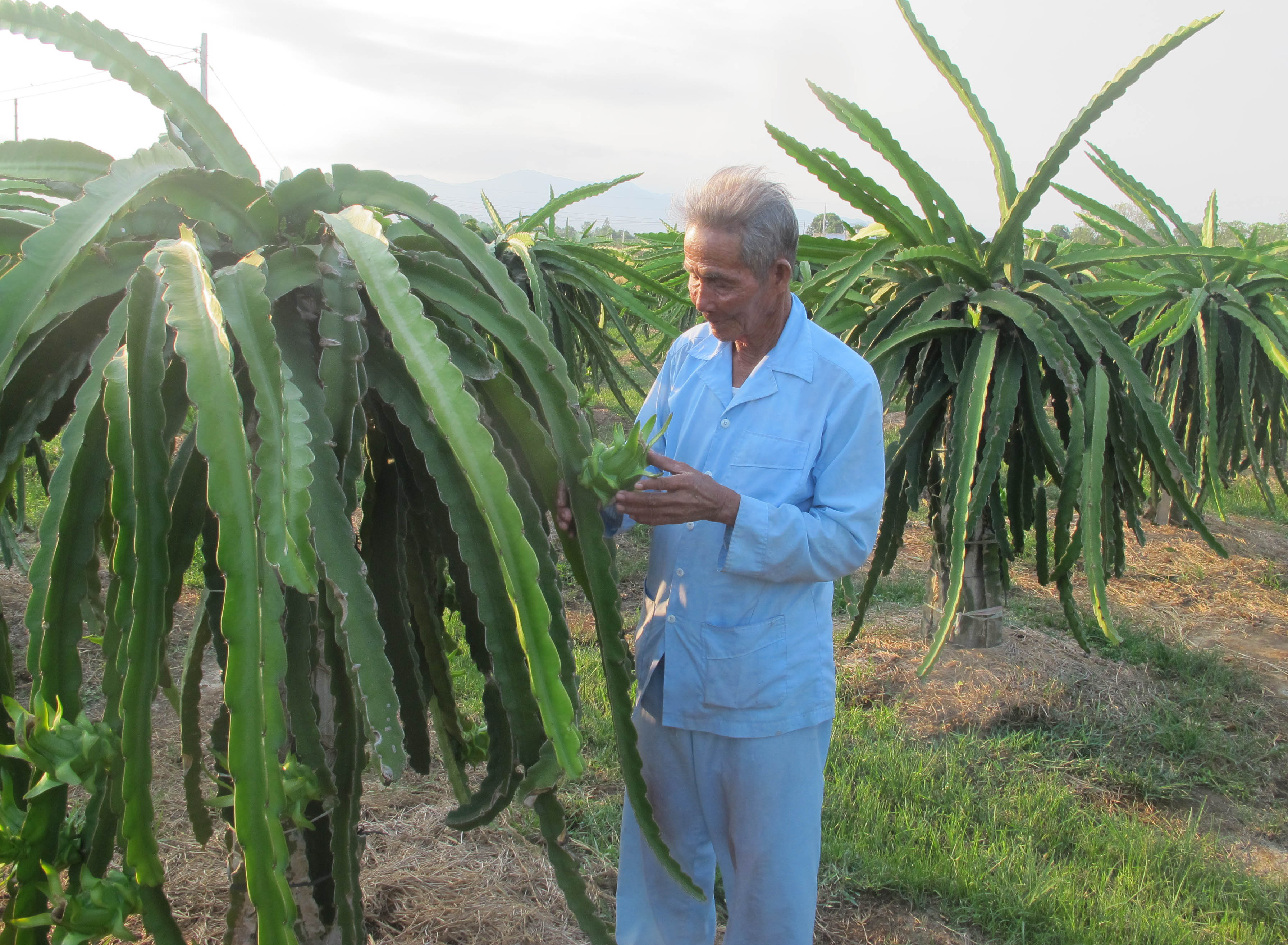 Phồn vinh trên miền gió cát