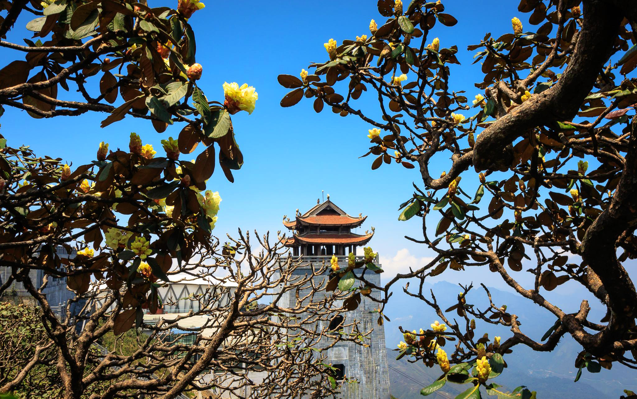 Đỗ quyên rực rỡ trên đỉnh Fansipan