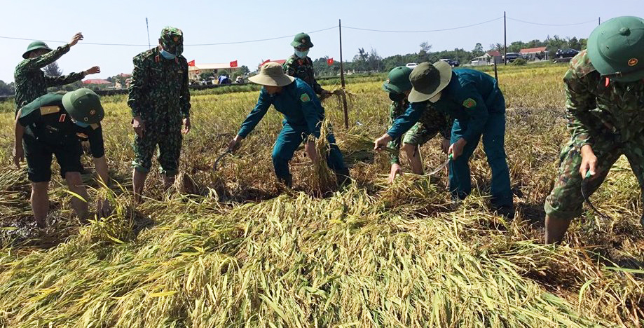 Giúp dân gặt lúa chạy lũ ở Phong Điền, Quảng Điền