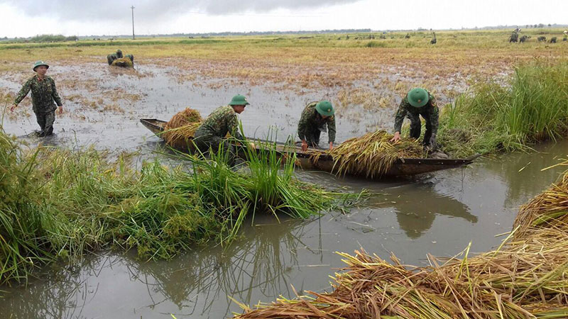Hạt thóc vàng và giọt mồ hôi chiến sĩ