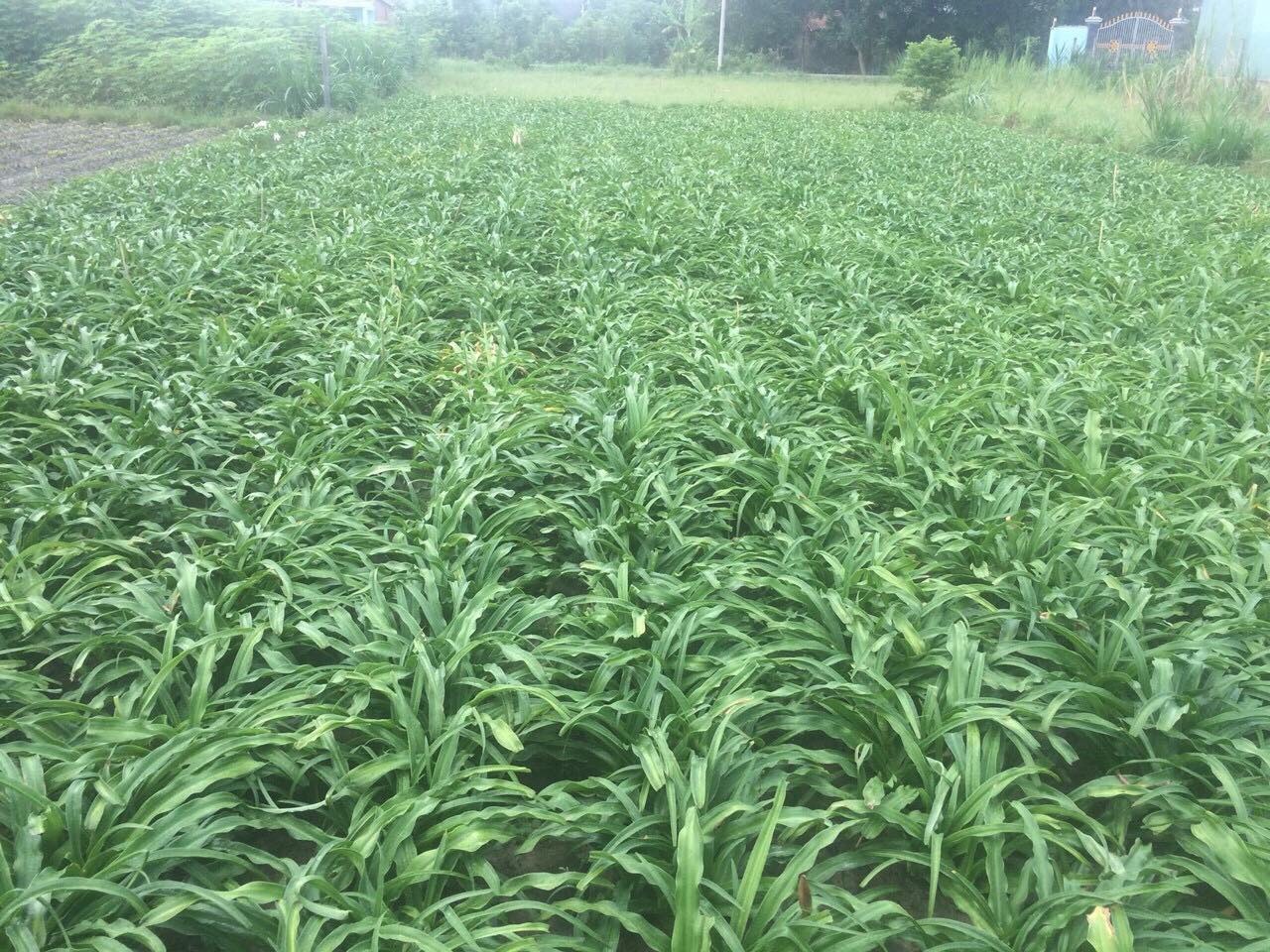 Một số bất cập pháp lý về tiếp cận nguồn gen và chia sẻ lợi ích từ tiếp cận nguồn gen