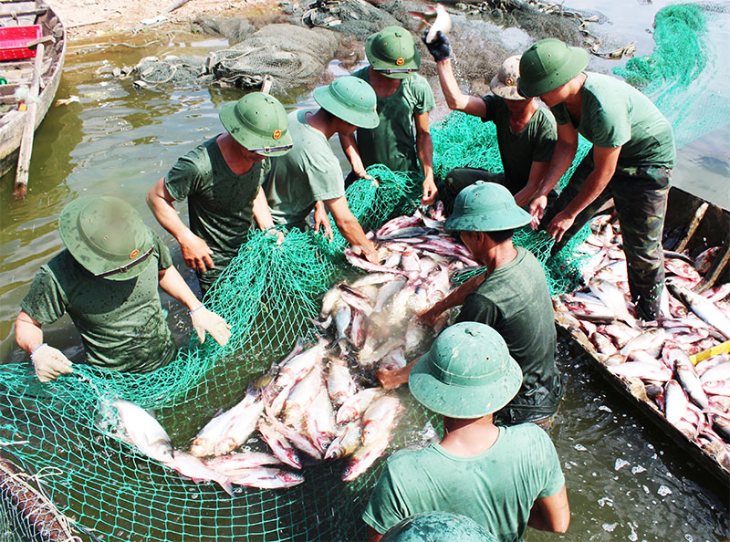 Hiệu quả mô hình nuôi trồng thủy sản ở cơ quan quân sự địa phương


