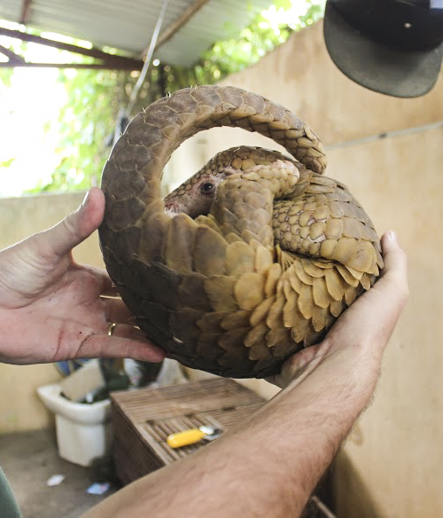Cà Mau: 4 đối tượng vận chuyển, mua bán động vật hoang dã lĩnh tổng cộng 37 năm tù