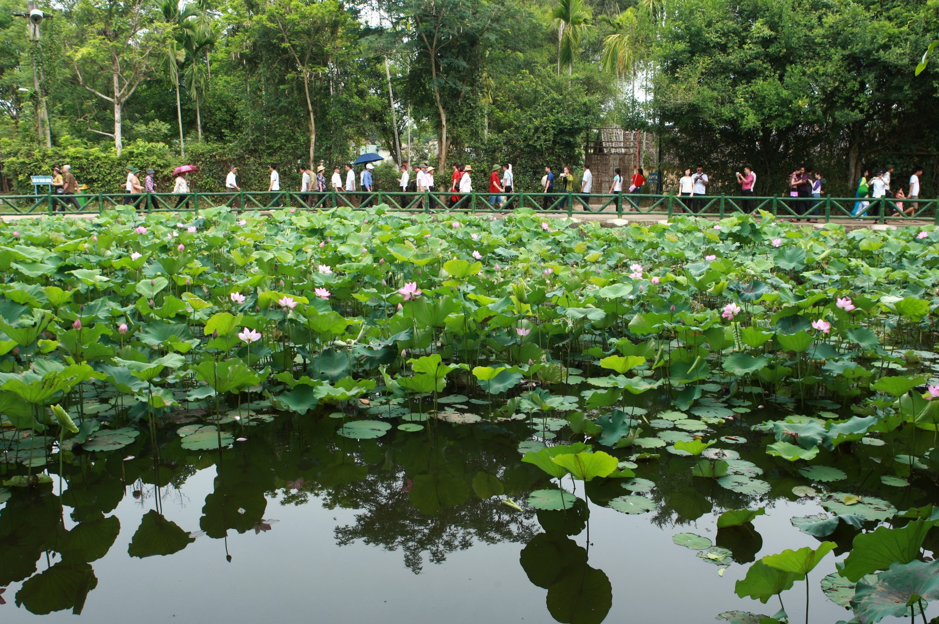 Mùa sen nở càng thêm nhớ Người

