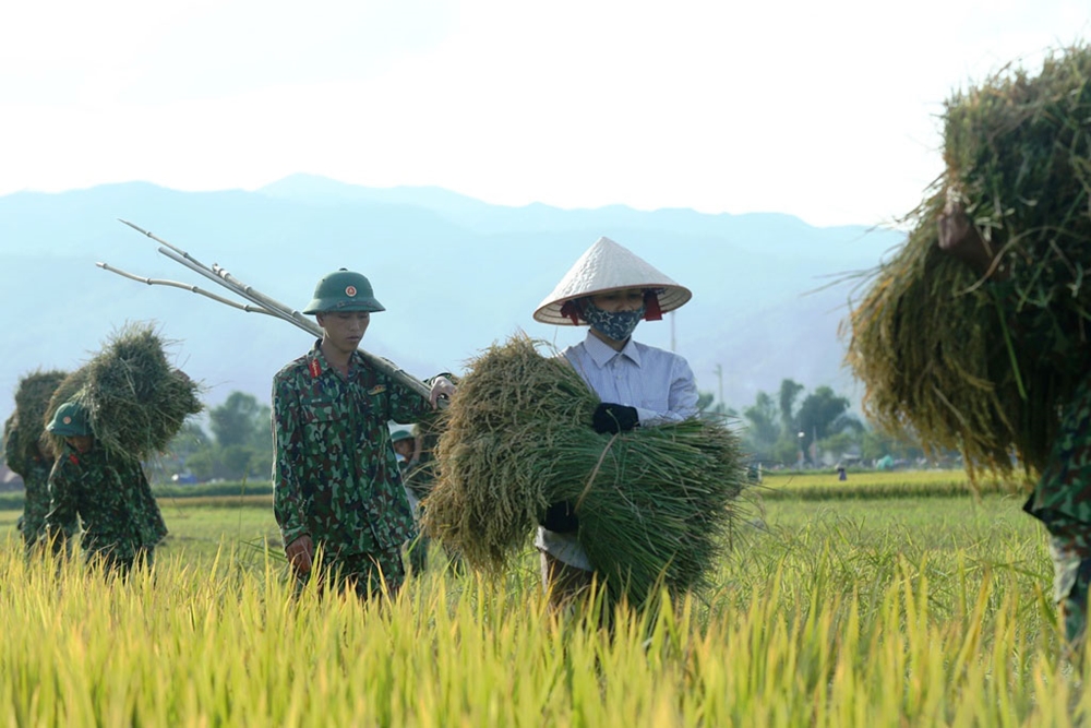 Giúp dân vận chuyển lúa về nhà.