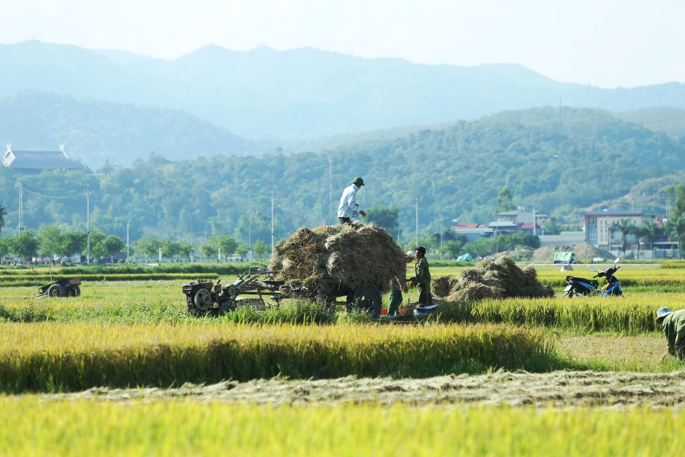 Niềm vui được mùa của bà con trên cánh đồng Mường Thanh.