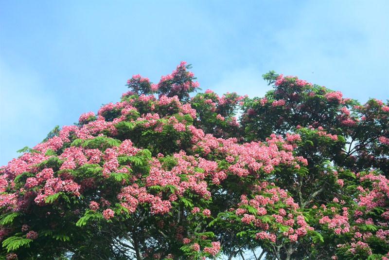 Đà Lạt rực sắc phượng hồng

