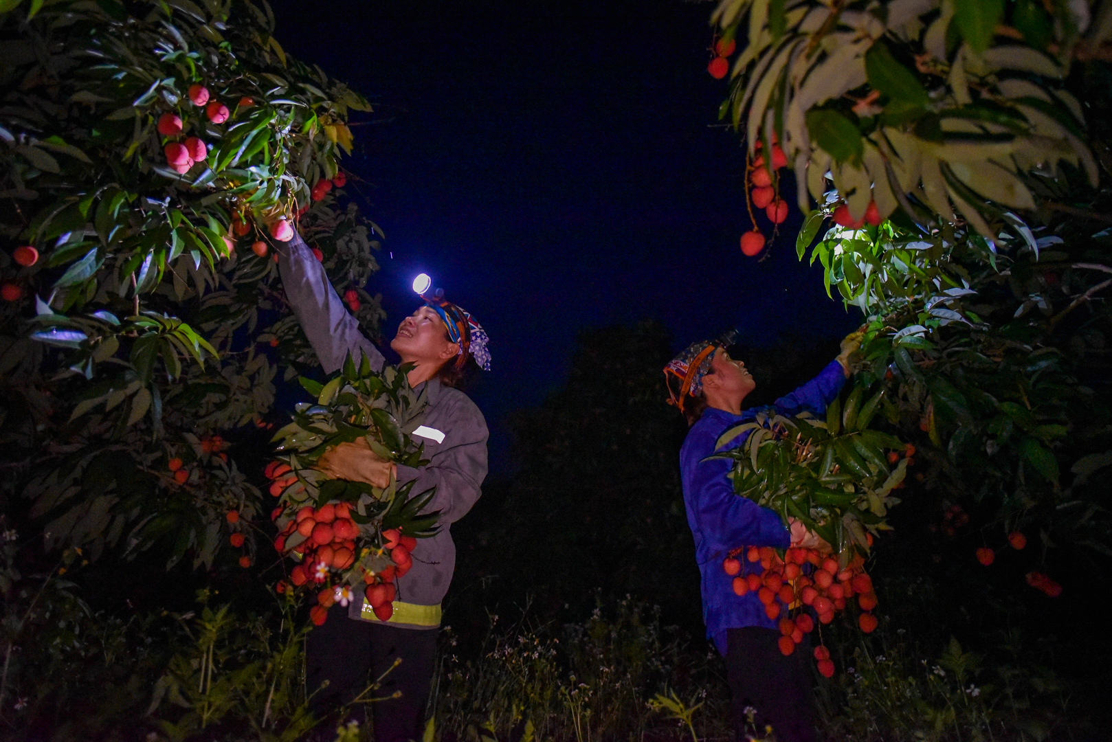 “Chong đèn” thu hoạch vải Lục Ngạn đầu mùa
