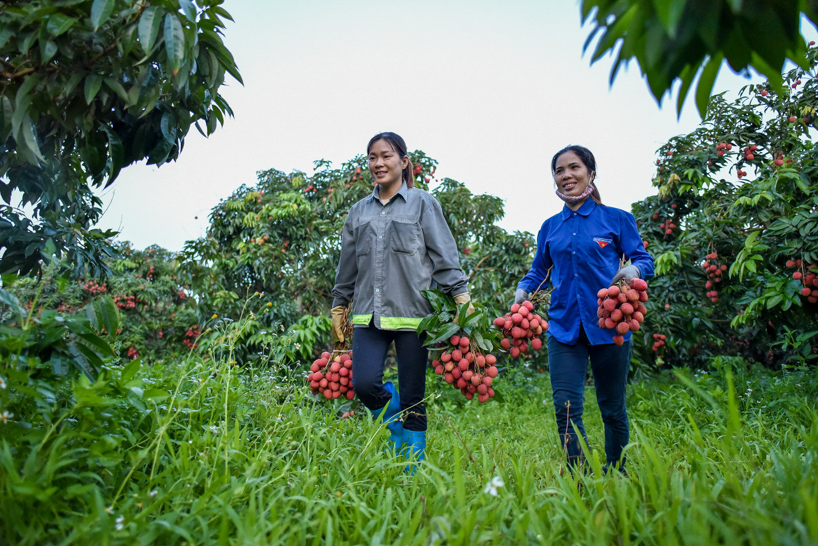 Những cành vải trĩu quả, căng mọng được bó thành từng chùm khoảng từ 3 đến 4kg. Loại vải sớm mẫu mã đẹp, chất lượng tốt năm nay có giá 20.000 đến 23.000 đồng/kg.