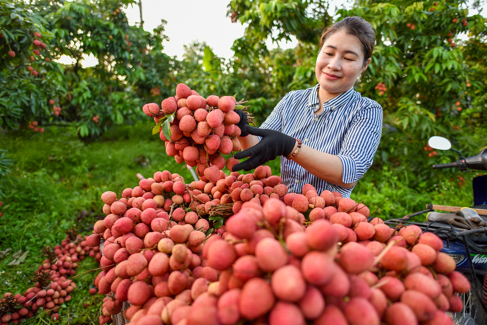 Vải đầu vụ chưa chín rộ nên với diện tích 1ha, hơn 200 gốc vải, nhà chị Nguyễn Thu Hà (thị trấn Chũ, huyện Lục Ngạn, Bắc Giang) chỉ cần 5 người thu hoạch từ 4 giờ sáng là kịp hàng. Tuy nhiên, chỉ 2 tuần nữa khi vải chính vụ, nông dân có khi phải thu hoạch từ 1-2 giờ đêm.