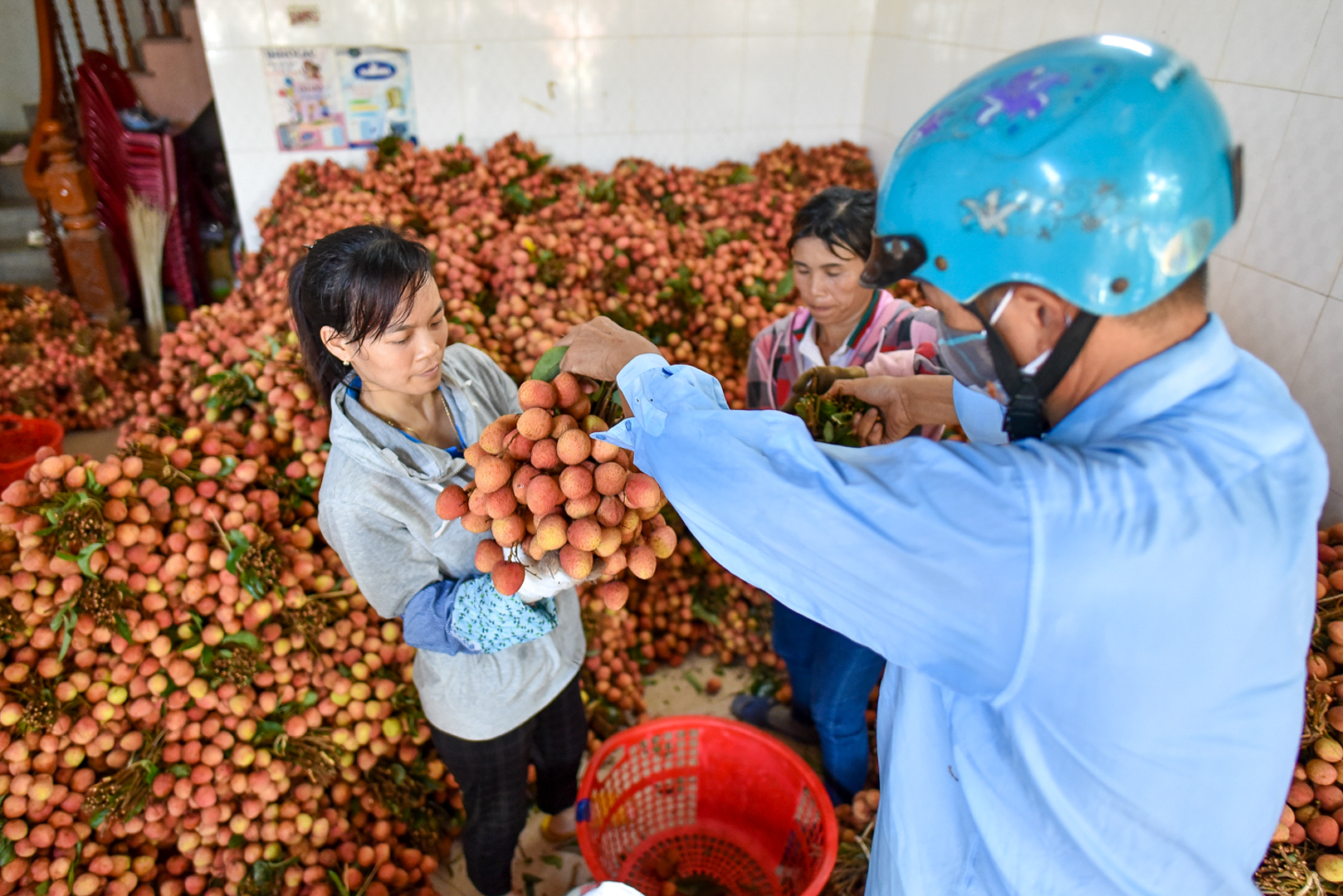 Vải khi hái xuống sẽ được chọn lọc, bỏ lá và cuống, bó thành chùm nặng khoảng 3-4 kg.