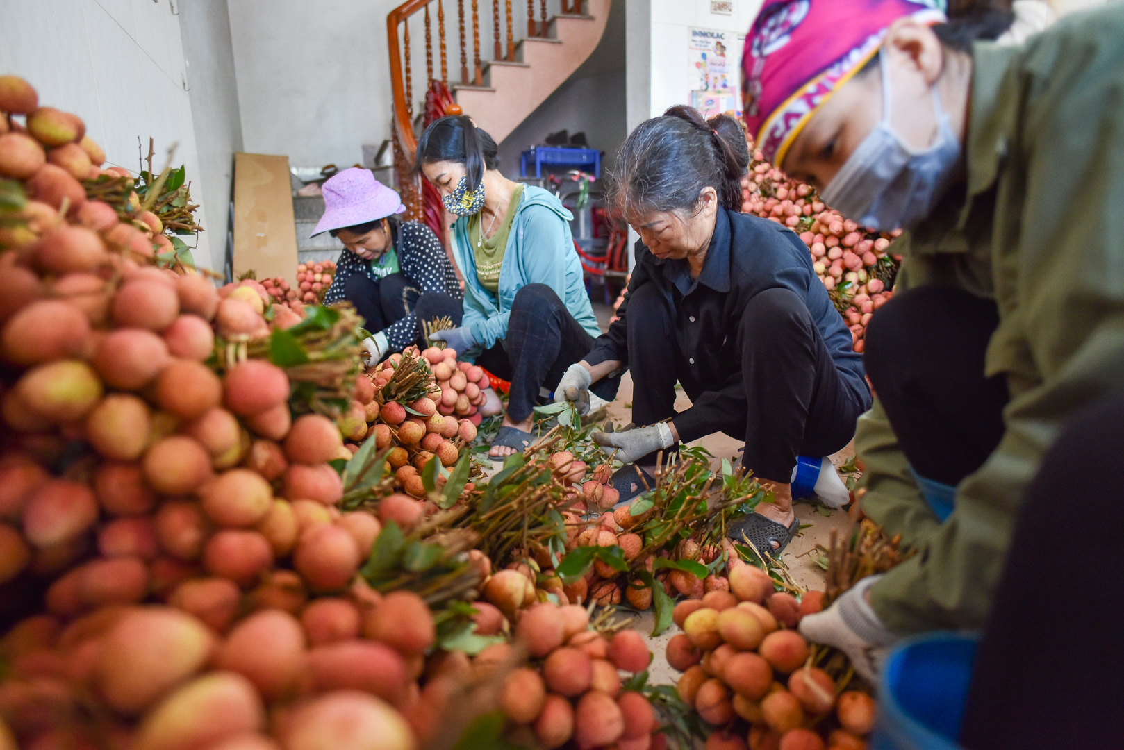 Vùng đất Lục Ngạn có 3 loại vải, trong đó vải U Hồng và Thanh Hà thu hoạch sớm trước một tháng, sau cùng là vải thiều.