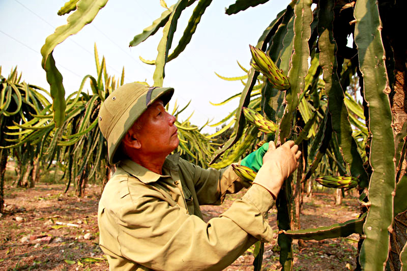 Động lực giảm nghèo, tăng thu nhập cho người lao động