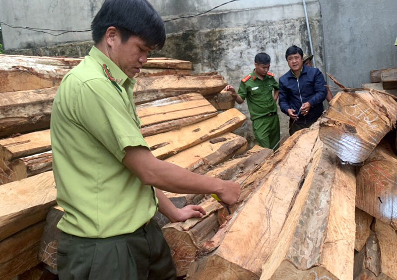 Gia Lai bắt tạm giam chủ doanh nghiệp mua bán lâm sản trái phép

