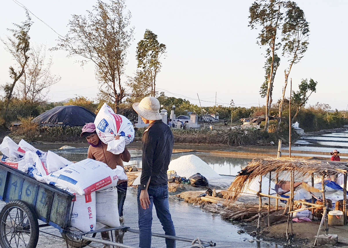 Vận chuyển, đóng sẵn bao chờ thương lái đến mua.
