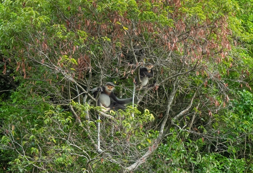 Nỗ lực bảo tồn đa dạng sinh học rừng Kon Plông