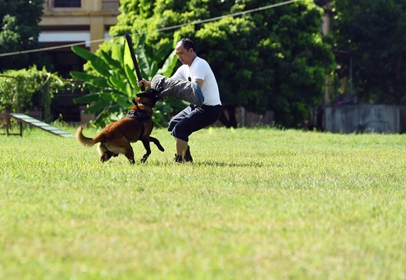 Các chú chó nghiệp vụ thể hiện sự tinh ranh, dũng mãnh khi lùng sục, phát hiện đối tượng ẩn nấp và trấn áp đối tượng.